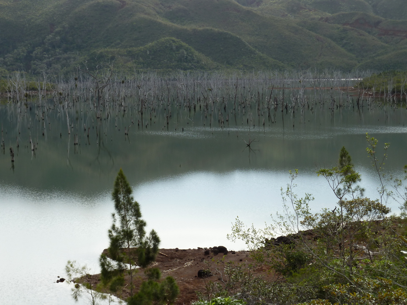 Picture New Caledonia Parc de la Riviere Bleue 2010-05 24 - Car Rental Parc de la Riviere Bleue