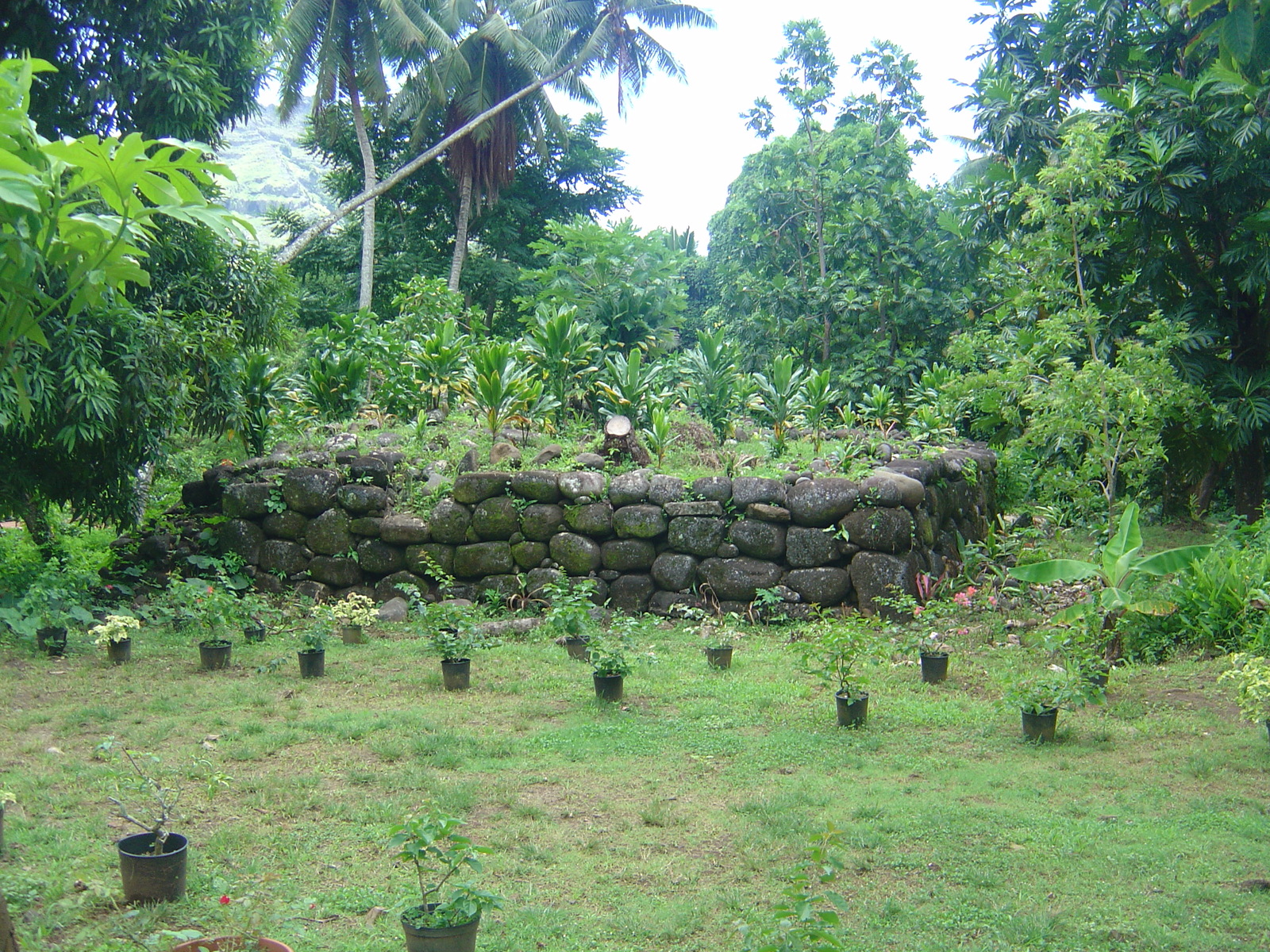 Picture Polynesia Marquises 2006-04 72 - Trail Marquises