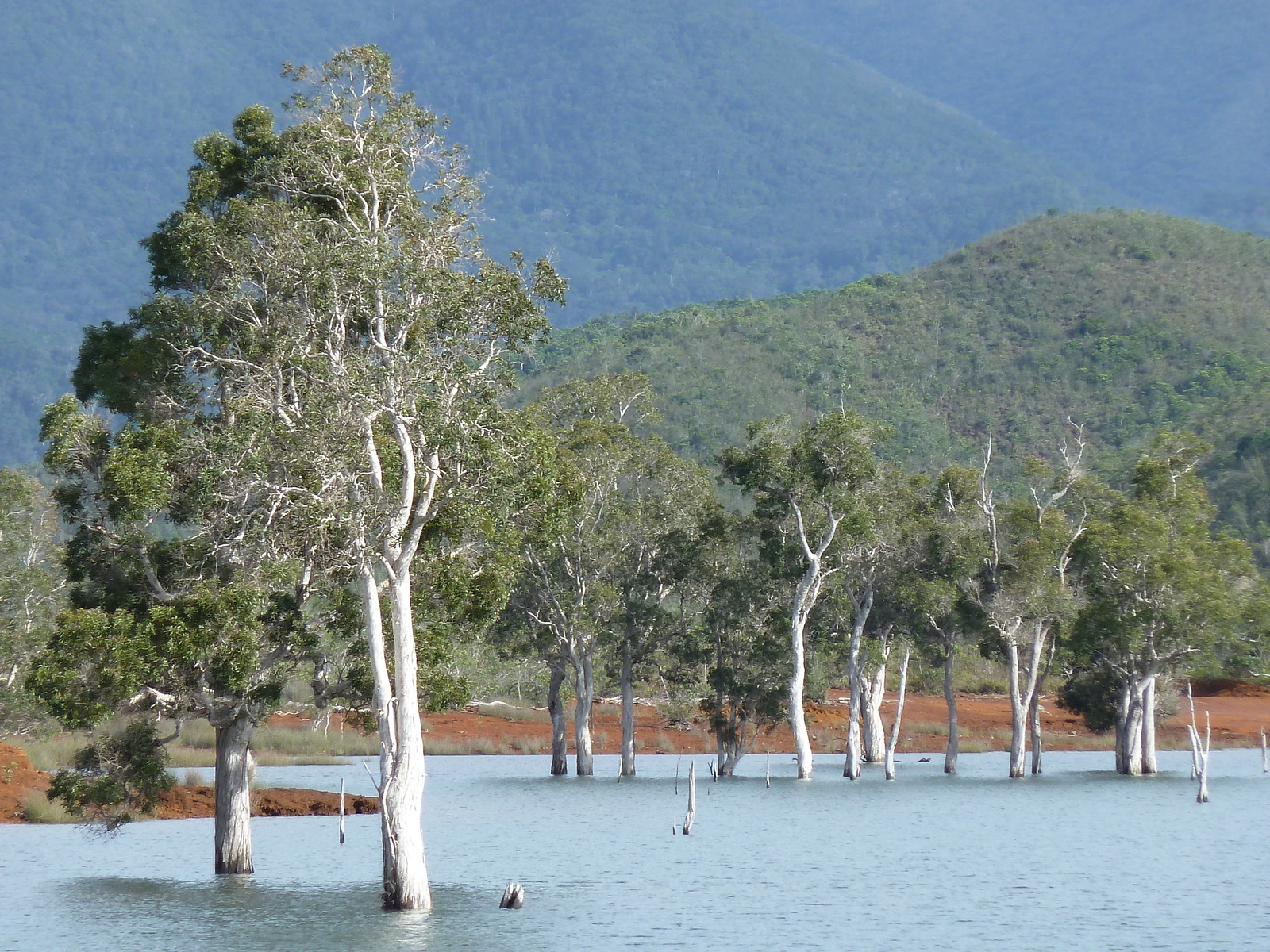 Picture New Caledonia Parc de la Riviere Bleue 2010-05 68 - Photos Parc de la Riviere Bleue