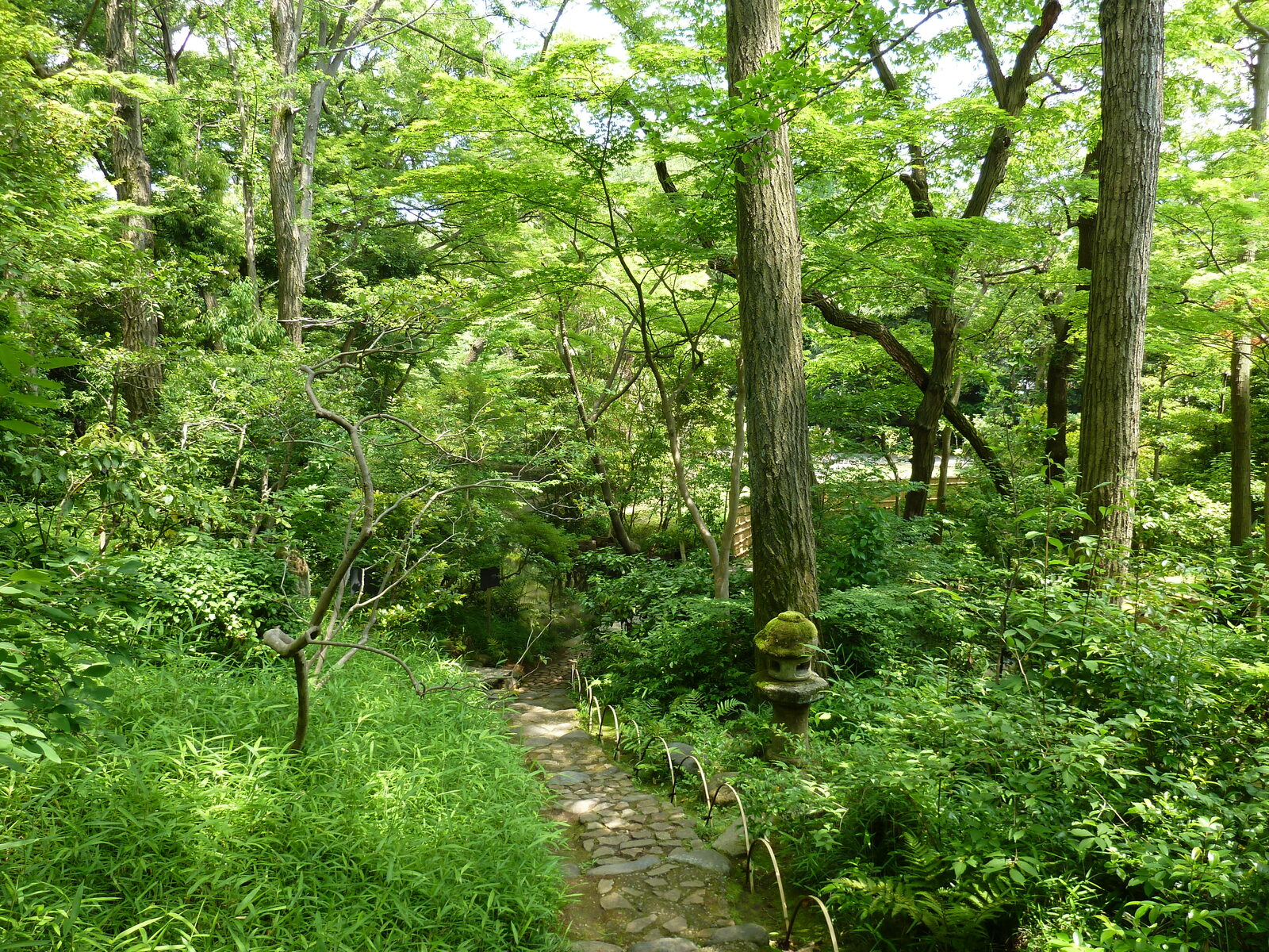 Picture Japan Tokyo Nezu Museum 2010-06 95 - Trail Nezu Museum