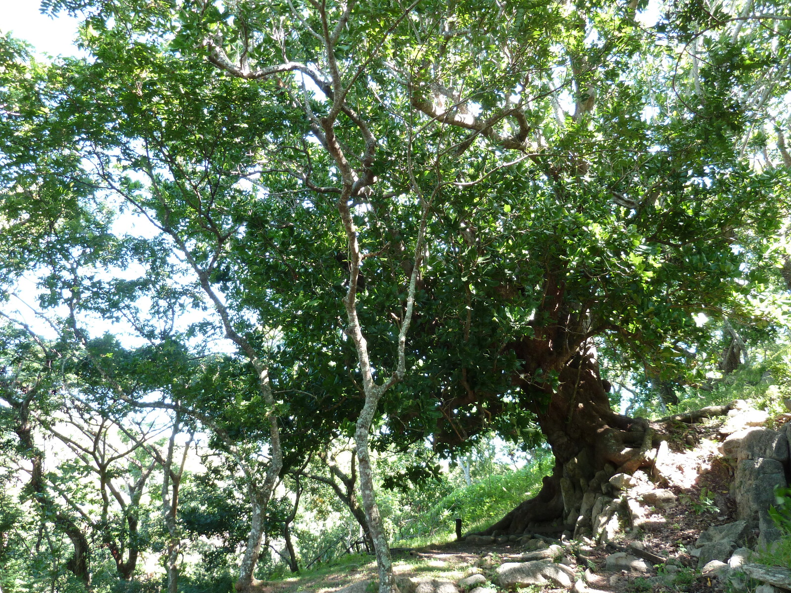 Picture Fiji Tavuni Hill Fort 2010-05 21 - Travel Tavuni Hill Fort