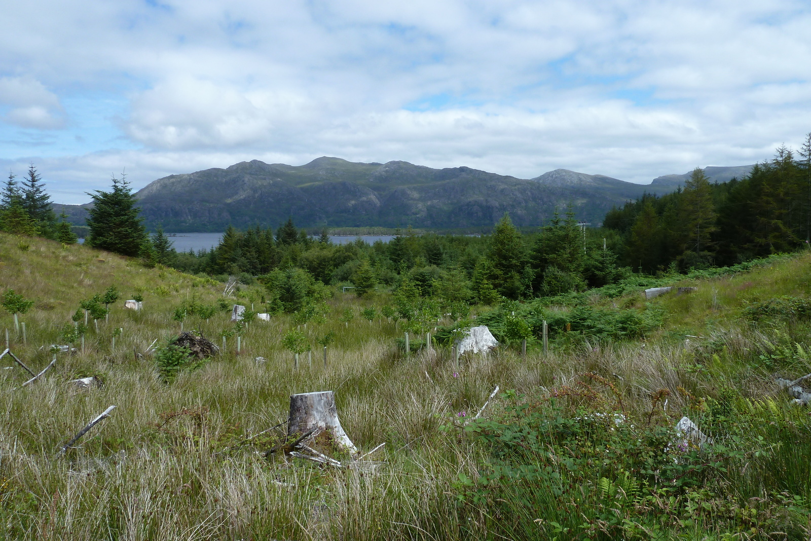 Picture United Kingdom Scotland Loch Maree 2011-07 31 - Trips Loch Maree