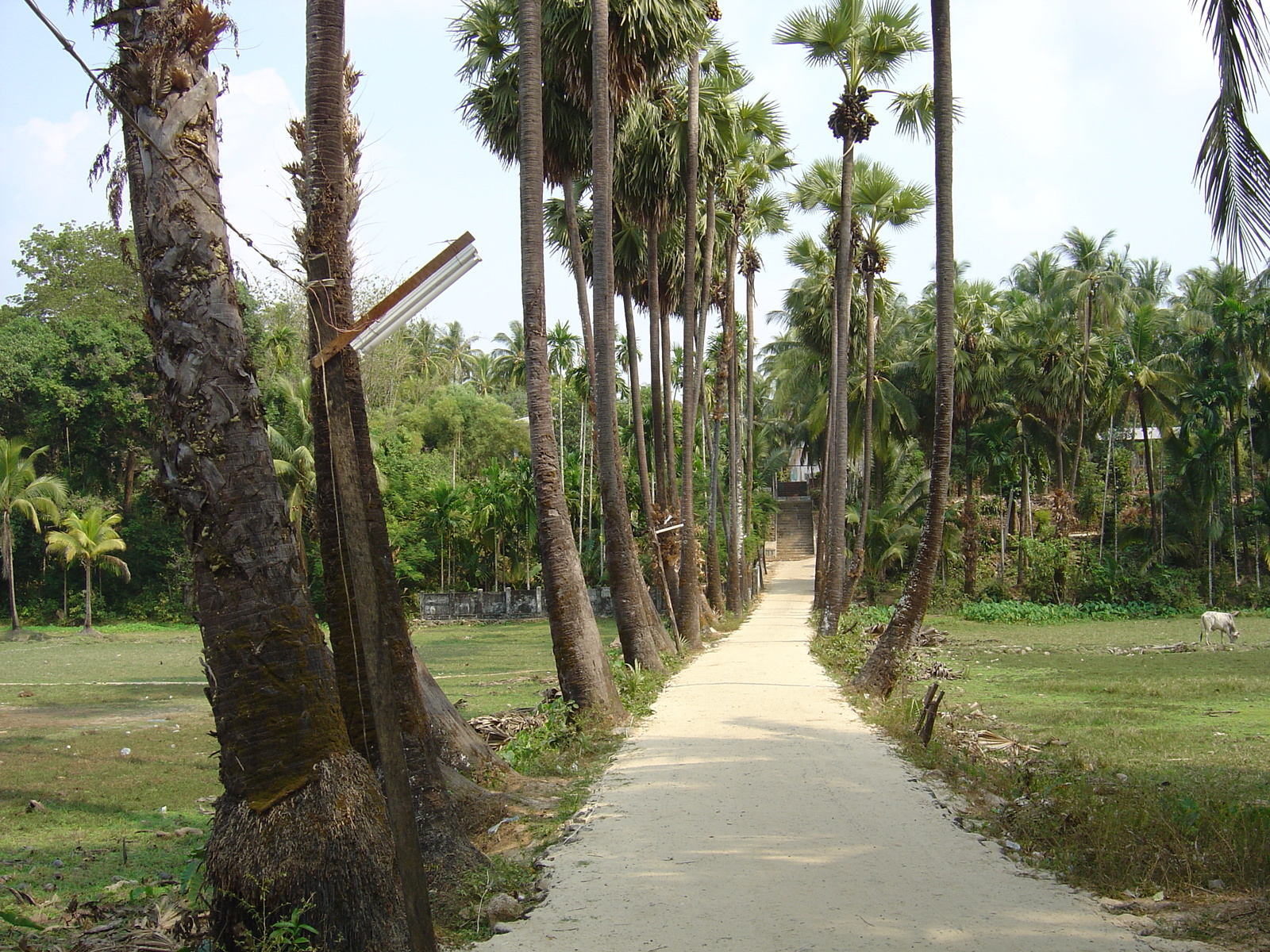 Picture Myanmar Maungmagan North 2005-01 19 - Picture Maungmagan North