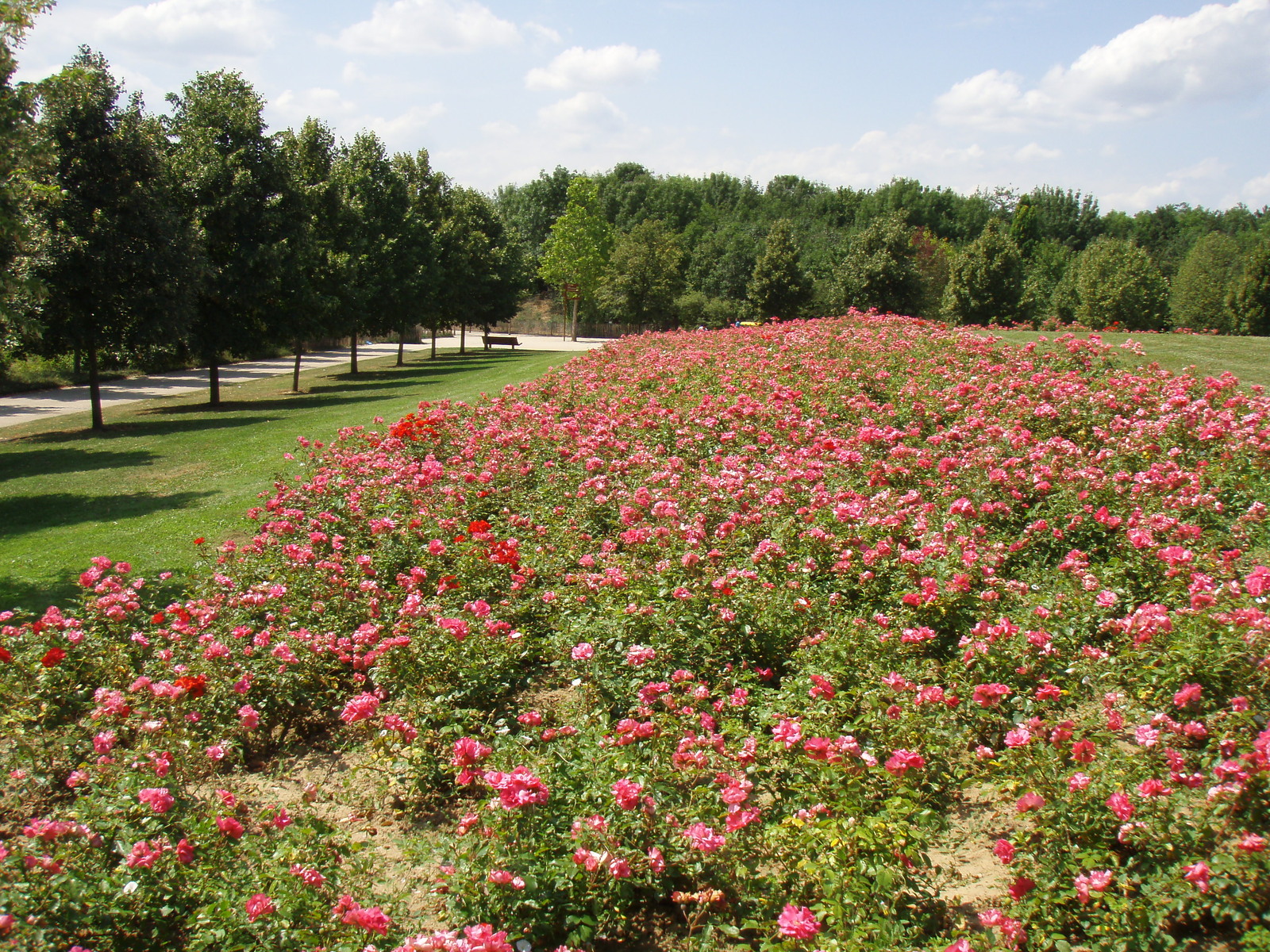 Picture France Villeneuve La Garenne Parc des Chanteraines 2007-07 7 - Sight Parc des Chanteraines