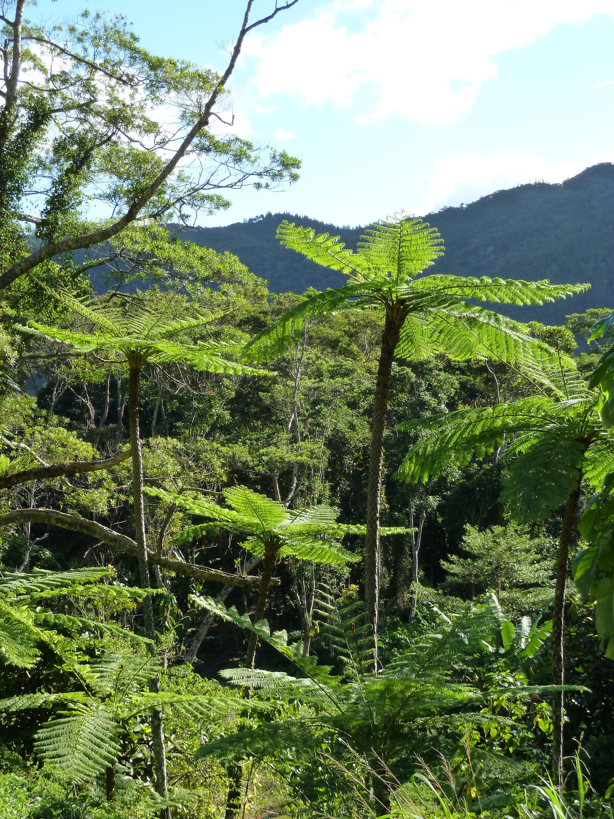 Picture New Caledonia Canala to La Foa road 2010-05 59 - Trips Canala to La Foa road