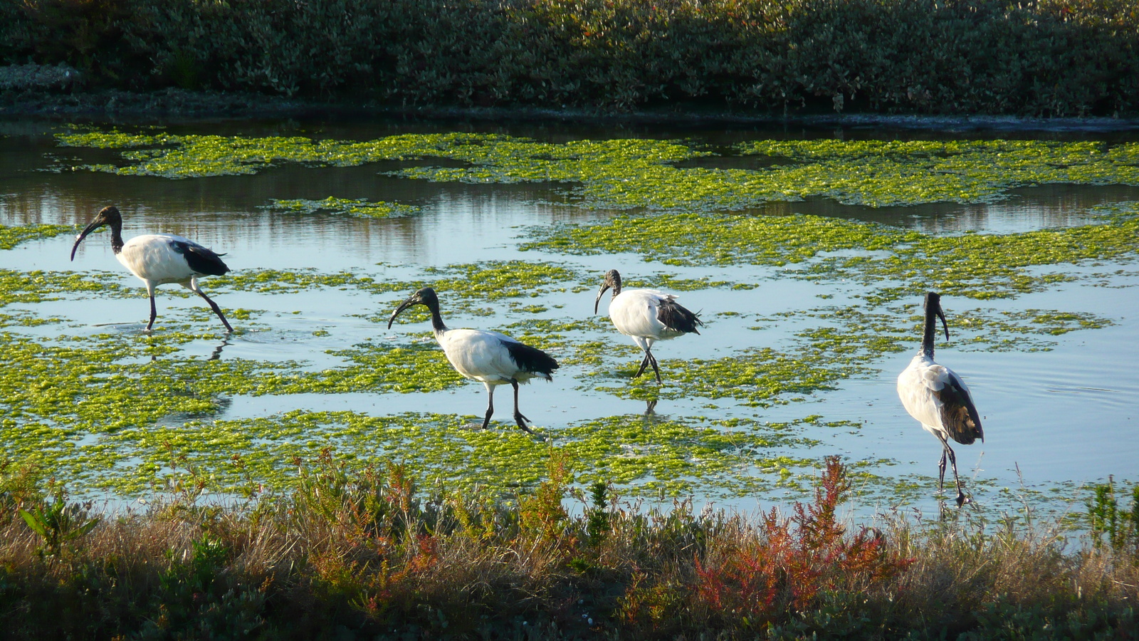 Picture France Guerande Les marais salants 2007-08 17 - Photographers Les marais salants