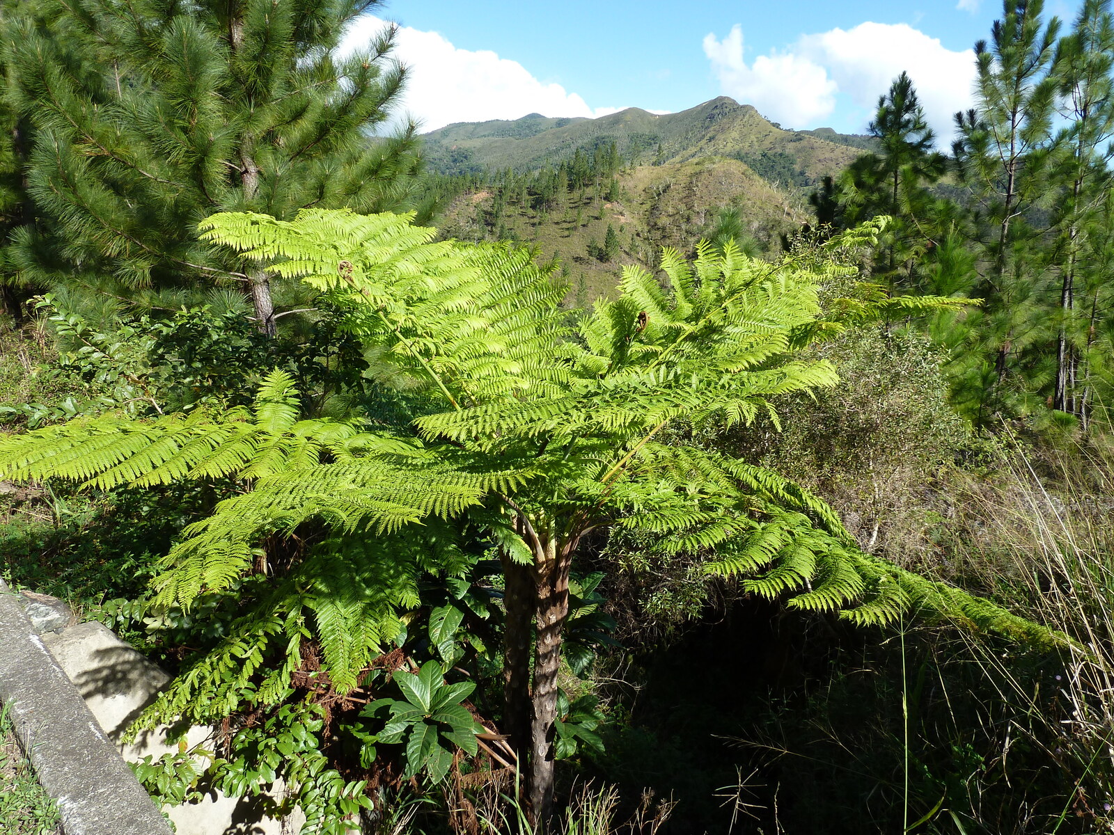 Picture New Caledonia Canala to La Foa road 2010-05 3 - Picture Canala to La Foa road