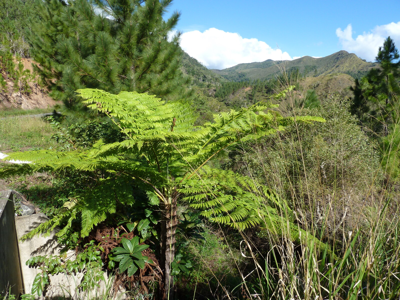 Picture New Caledonia Canala to La Foa road 2010-05 6 - Trail Canala to La Foa road