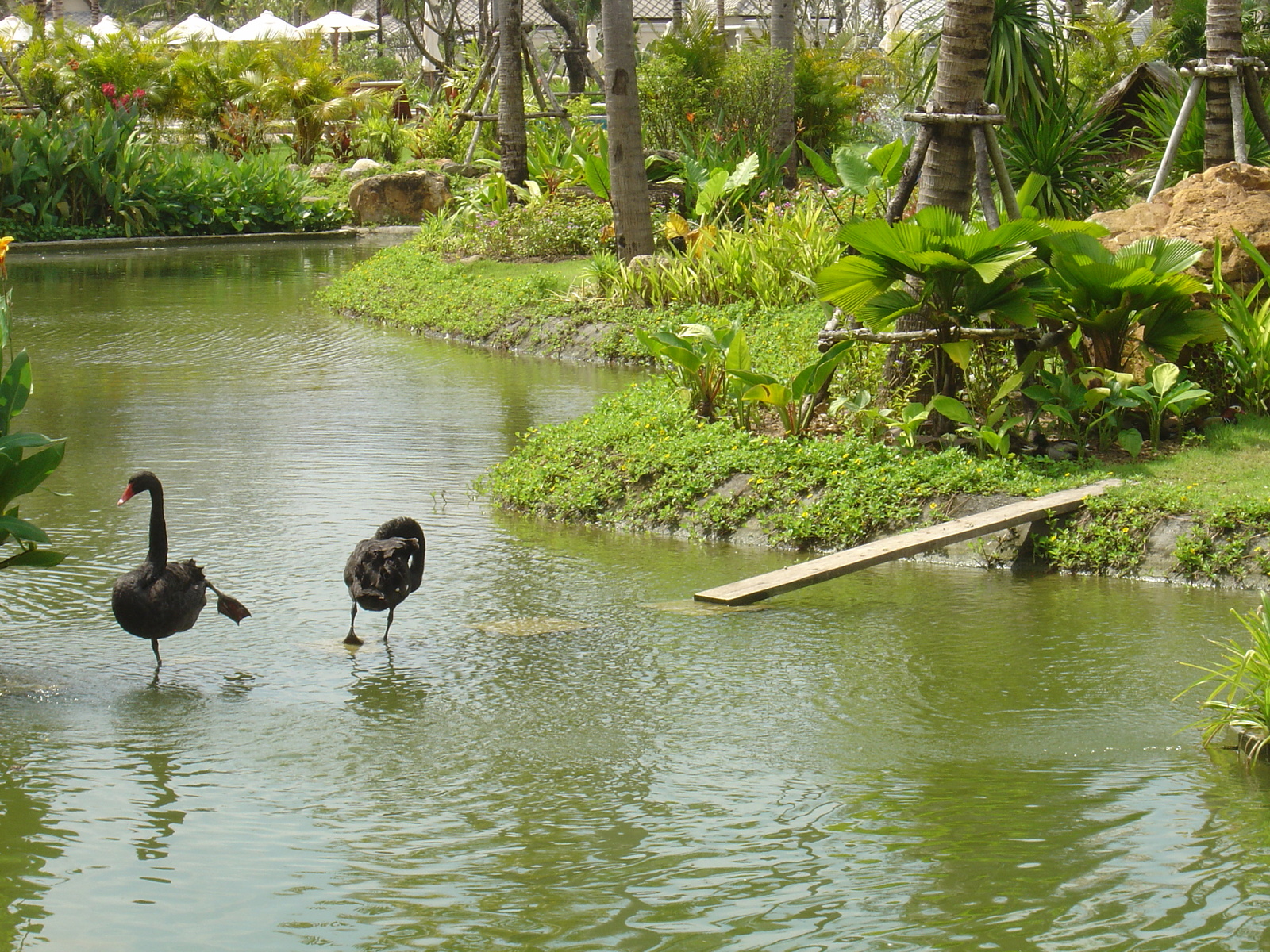 Picture Thailand Khao Lak Meridien Khao Lak Hotel 2005-12 6 - Pictures Meridien Khao Lak Hotel