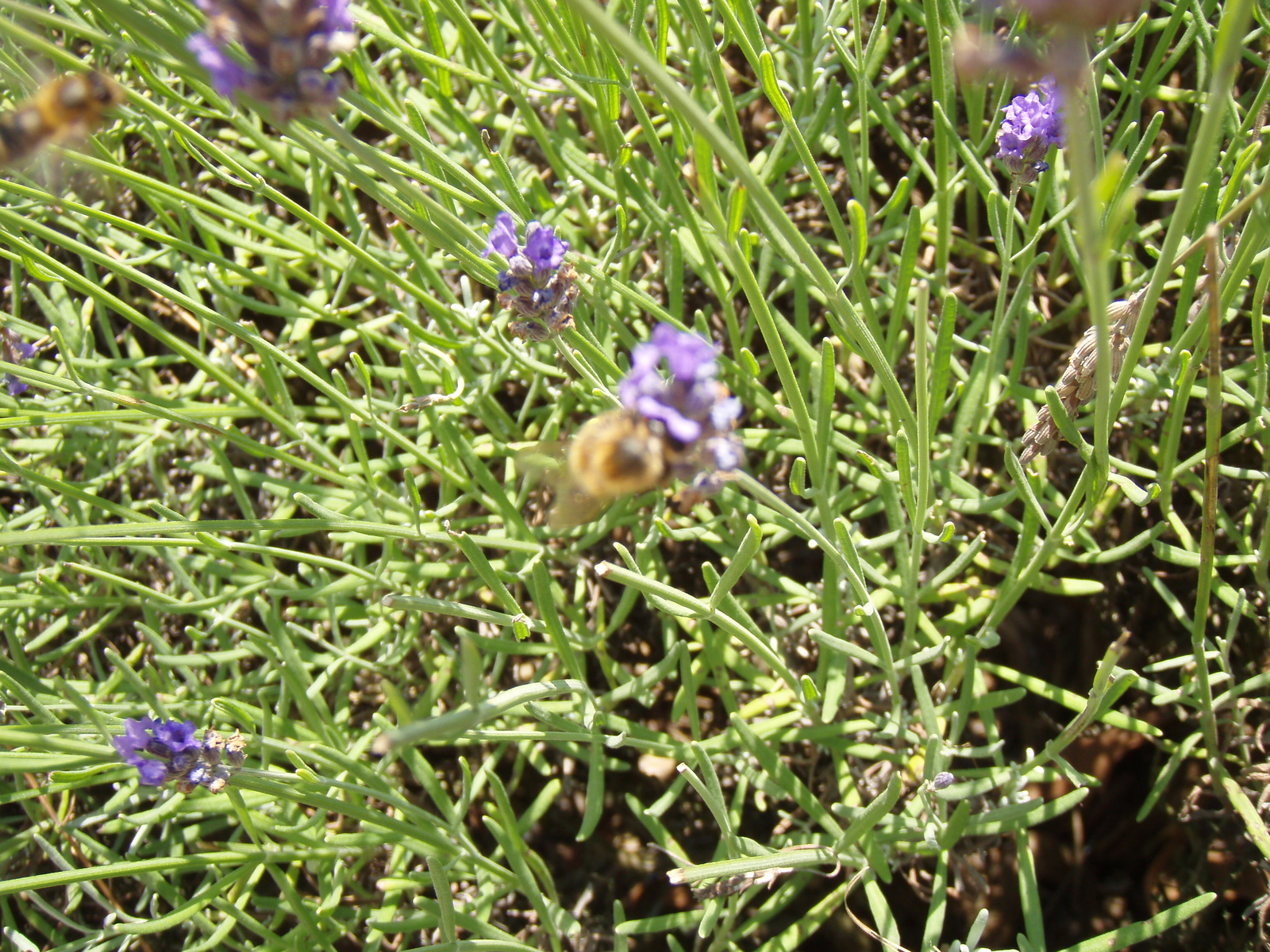 Picture France Villeneuve La Garenne Parc des Chanteraines 2007-07 6 - Flight Parc des Chanteraines