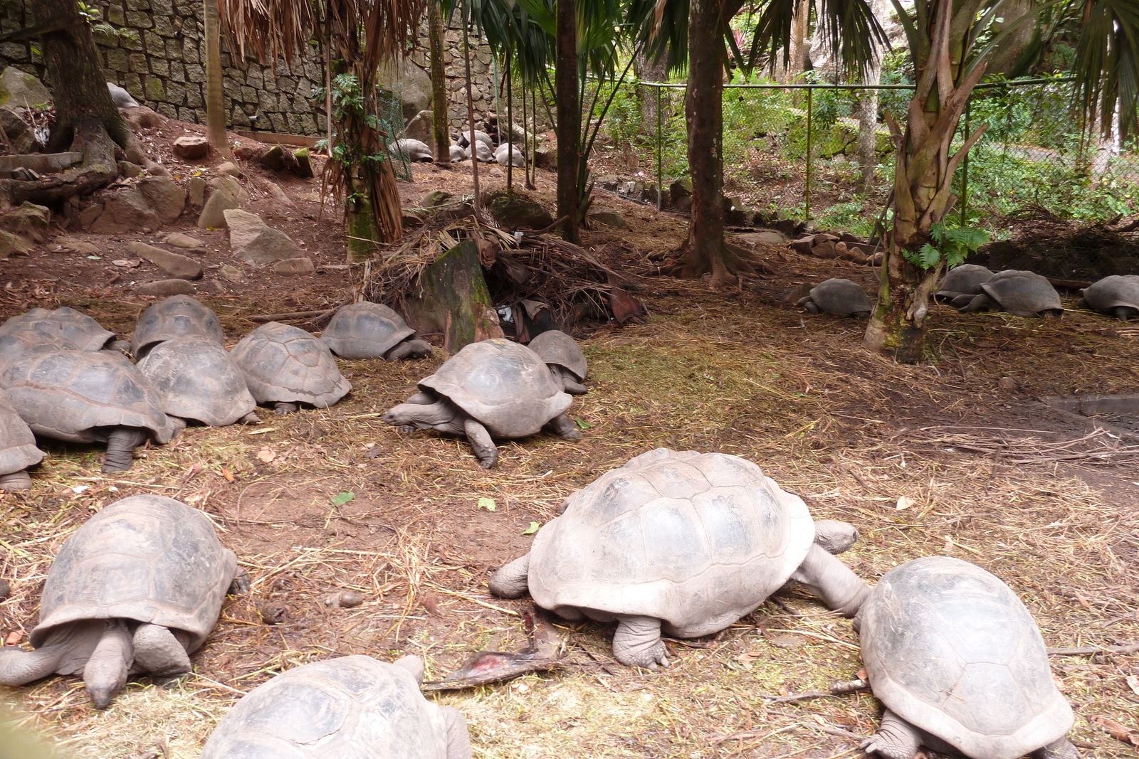 Picture Seychelles Mahe 2011-10 143 - Photographer Mahe