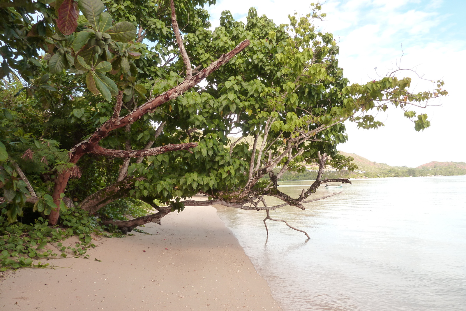 Picture Seychelles Anse Possession 2011-10 37 - Picture Anse Possession