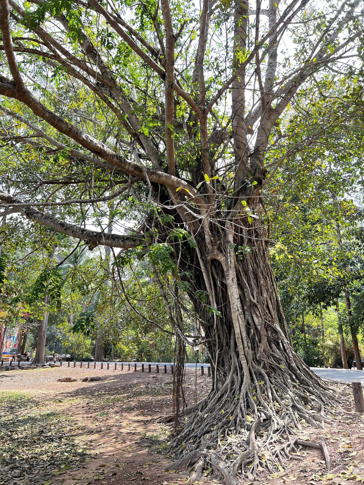 Picture Cambodia Siem Reap Bayon 2023-01 11 - Photographer Bayon