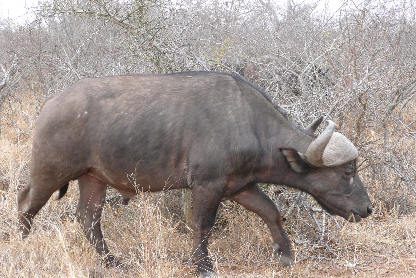 Picture South Africa Kruger National Park Sable River 2008-09 1 - Sight Sable River