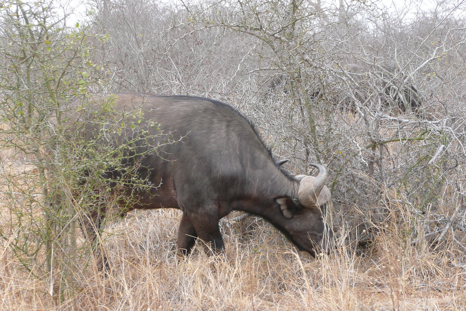 Picture South Africa Kruger National Park Sable River 2008-09 20 - Visit Sable River