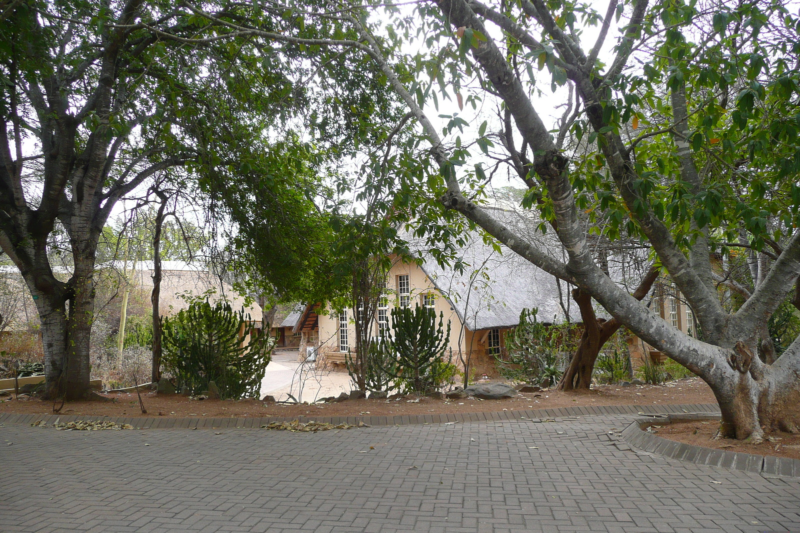 Picture South Africa Kruger National Park 2008-09 17 - Flights Kruger National Park