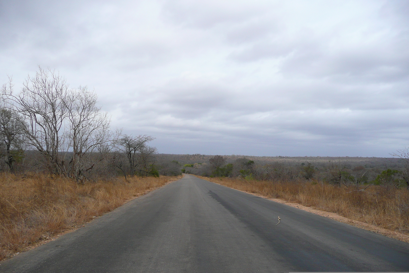 Picture South Africa Kruger National Park 2008-09 180 - Discover Kruger National Park