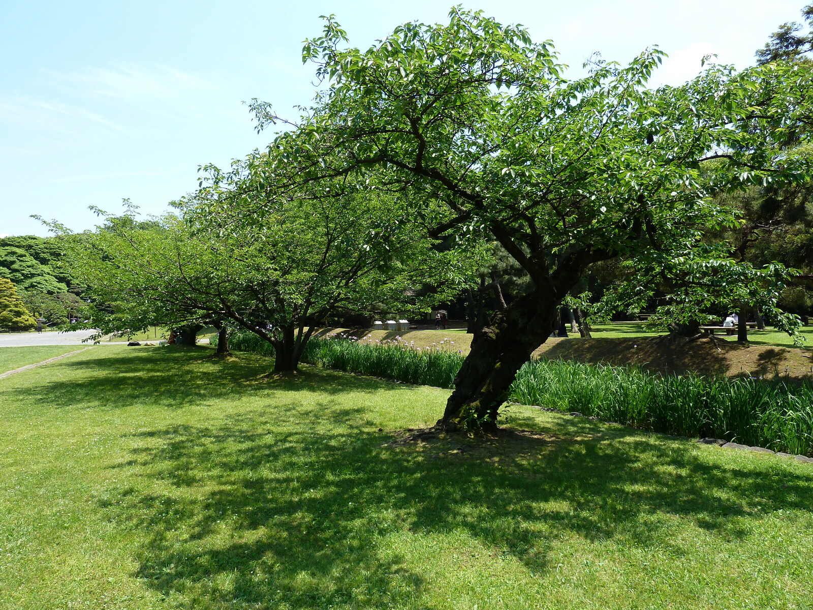 Picture Japan Tokyo Hama rikyu Gardens 2010-06 4 - Photographer Hama rikyu Gardens