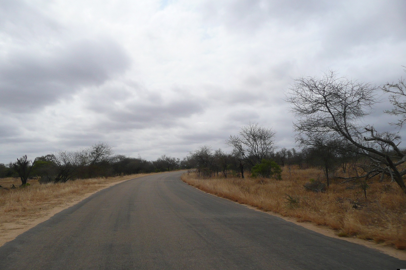 Picture South Africa Kruger National Park 2008-09 197 - Photos Kruger National Park