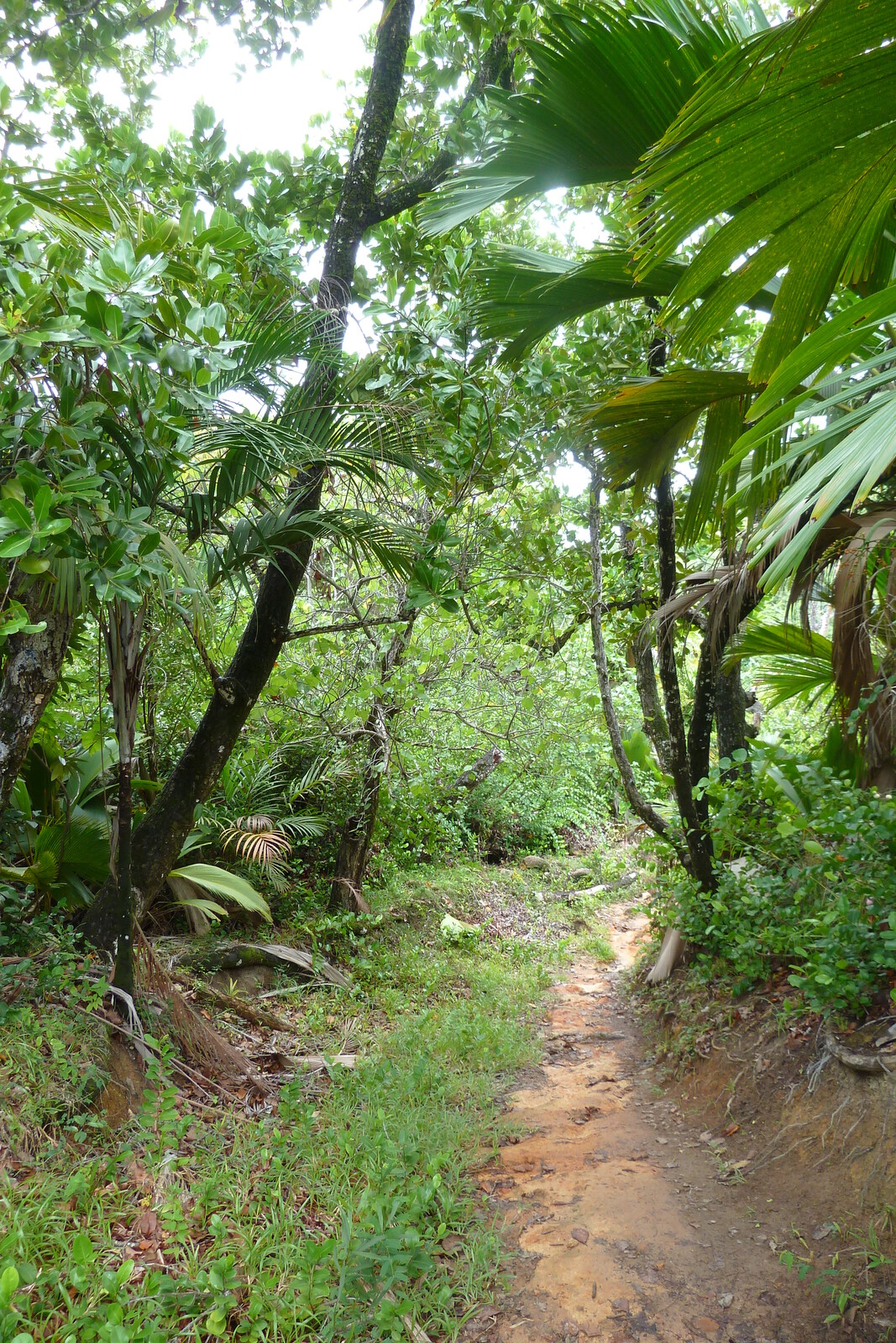 Picture Seychelles Anse Lazio 2011-10 126 - Trip Anse Lazio