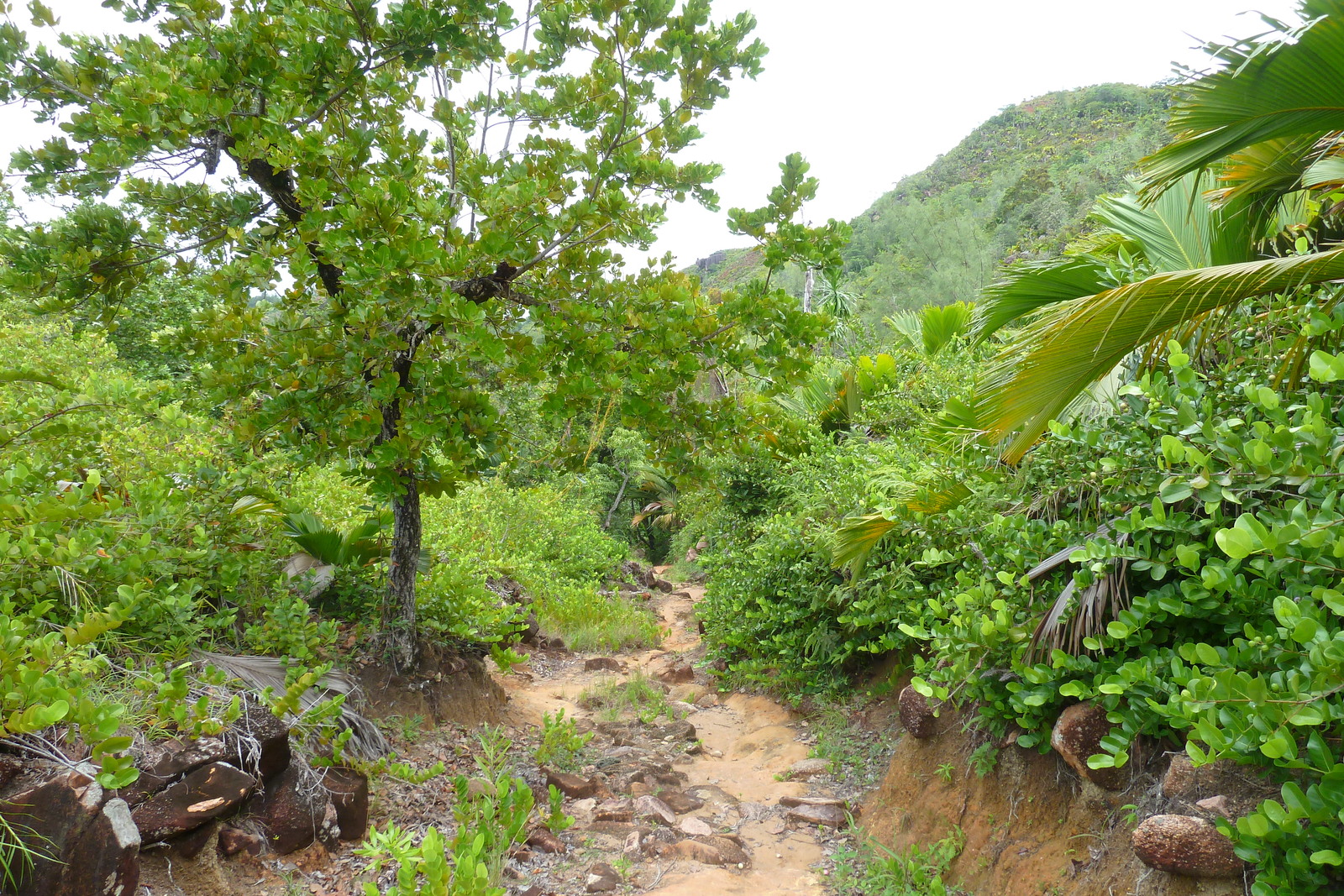 Picture Seychelles Anse Lazio 2011-10 97 - Picture Anse Lazio