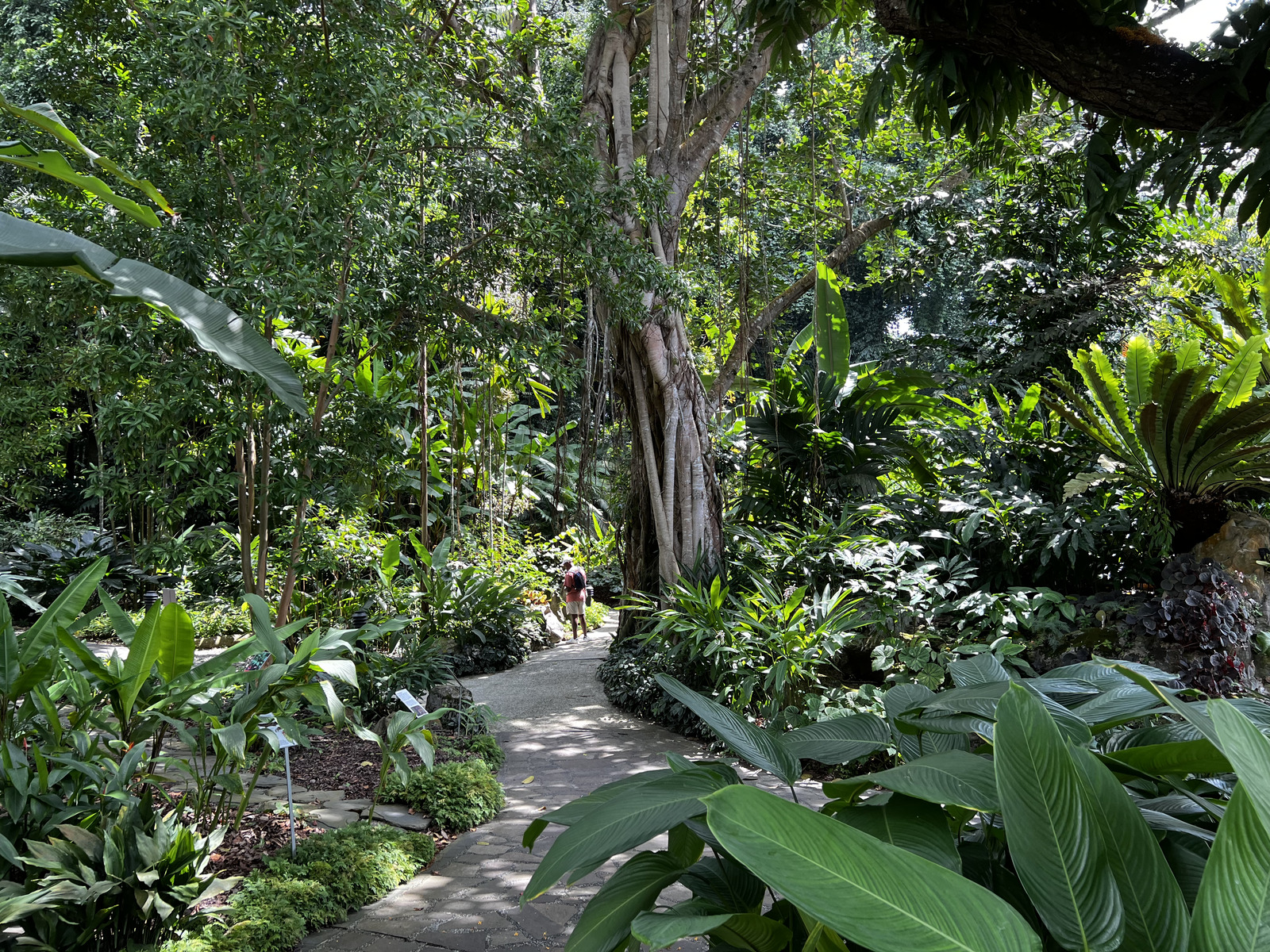 Picture Singapore Singapore Botanic Gardens 2023-01 80 - Photos Singapore Botanic Gardens