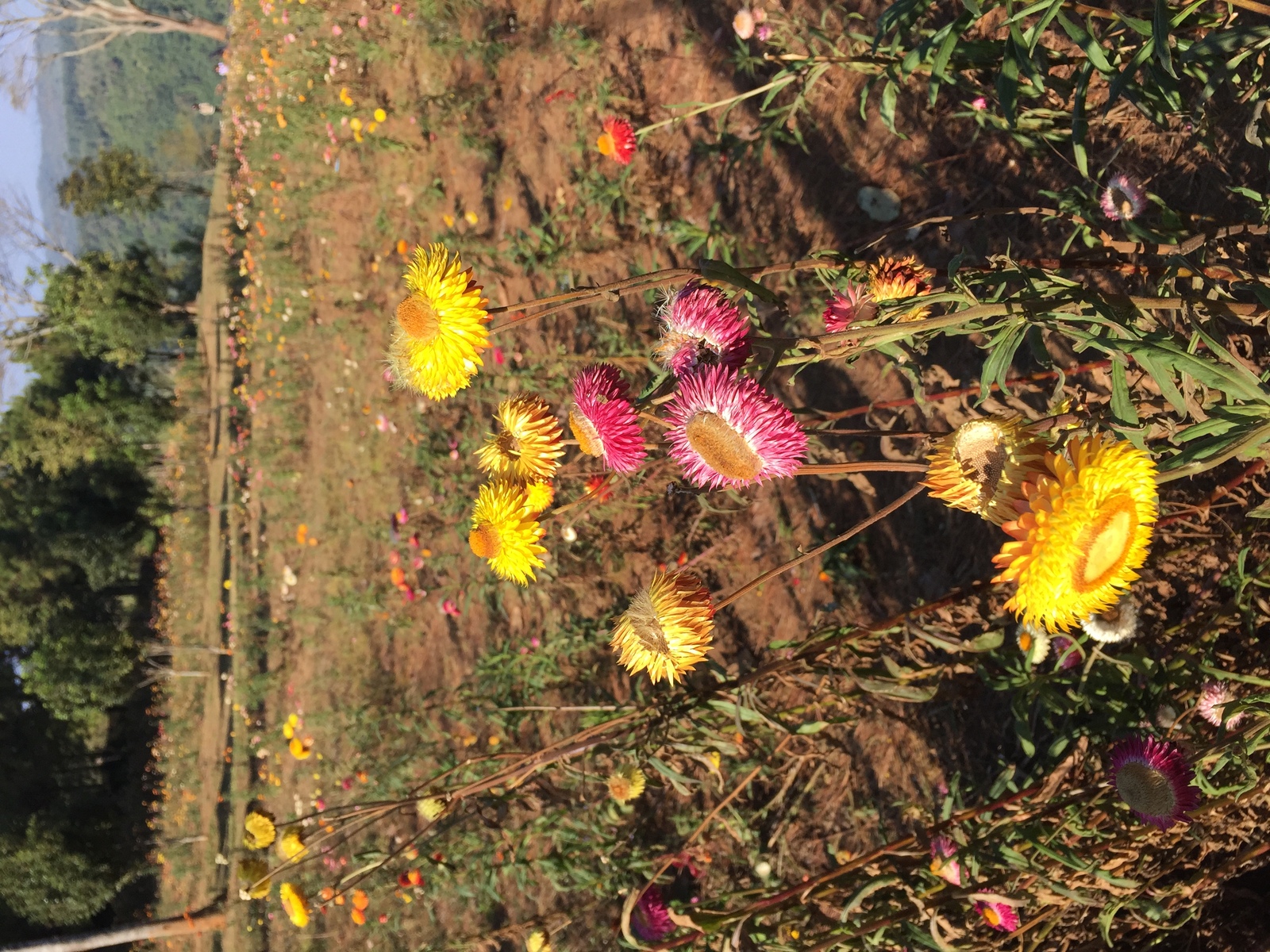 Picture Thailand Phu Hin Rong Kla National Park 2014-12 24 - Photos Phu Hin Rong Kla National Park