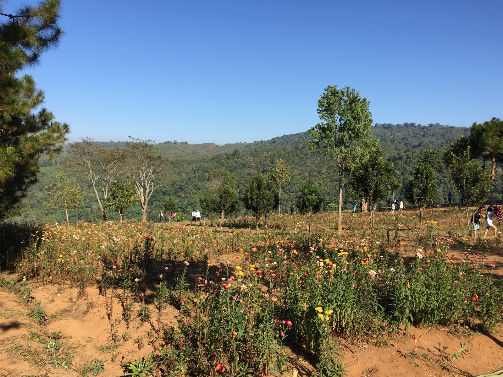 Picture Thailand Phu Hin Rong Kla National Park 2014-12 49 - Picture Phu Hin Rong Kla National Park