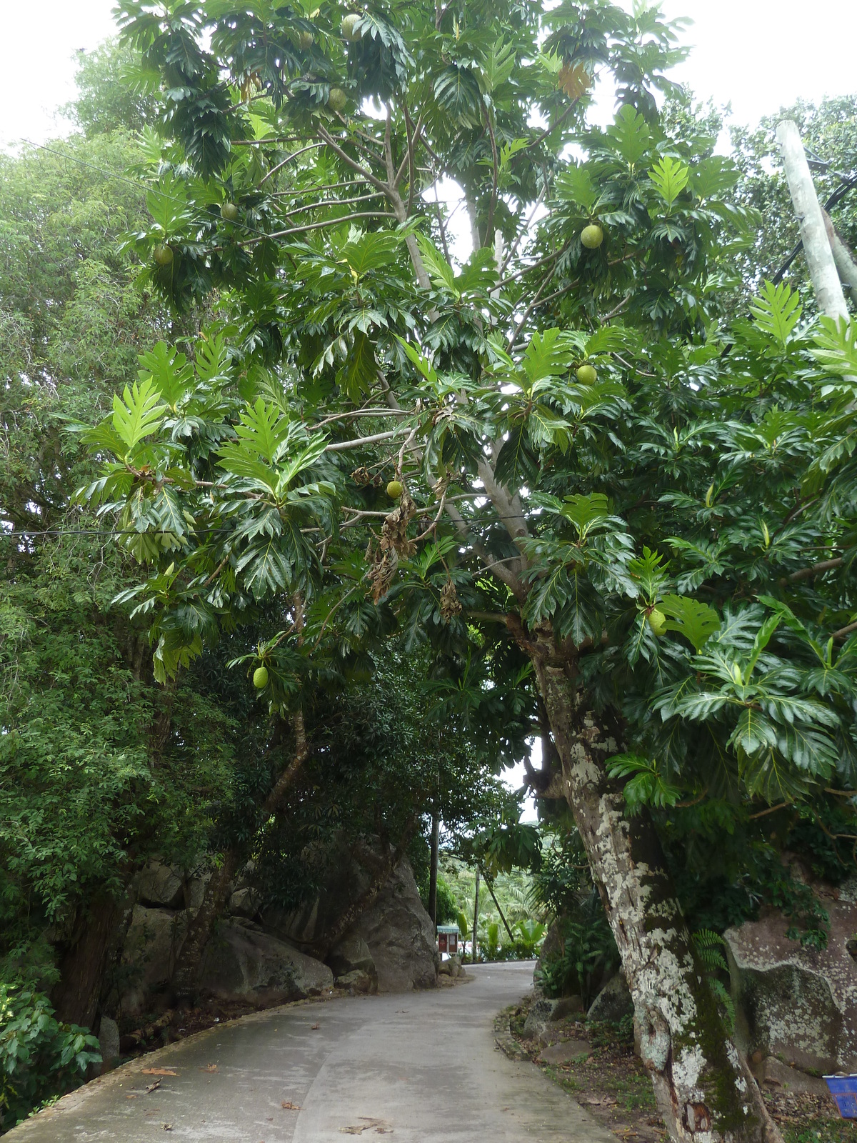 Picture Seychelles La Digue 2011-10 200 - Discover La Digue