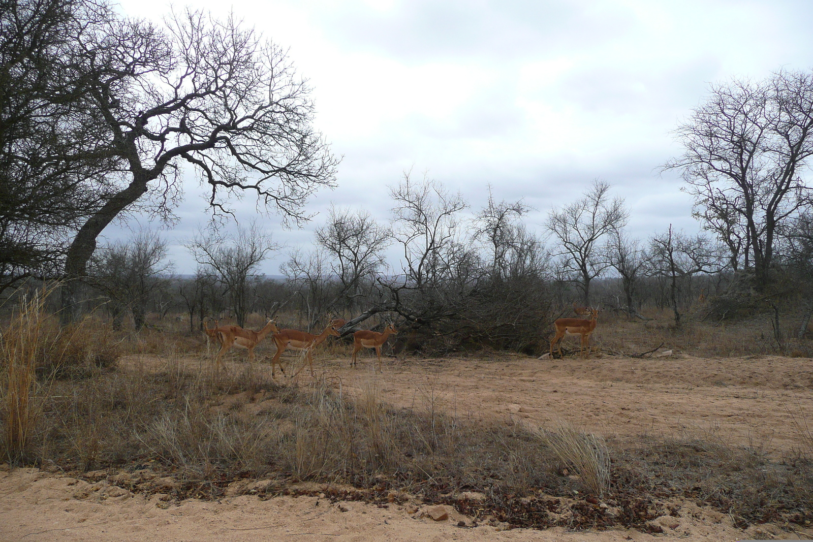 Picture South Africa Kruger National Park 2008-09 52 - Photographers Kruger National Park