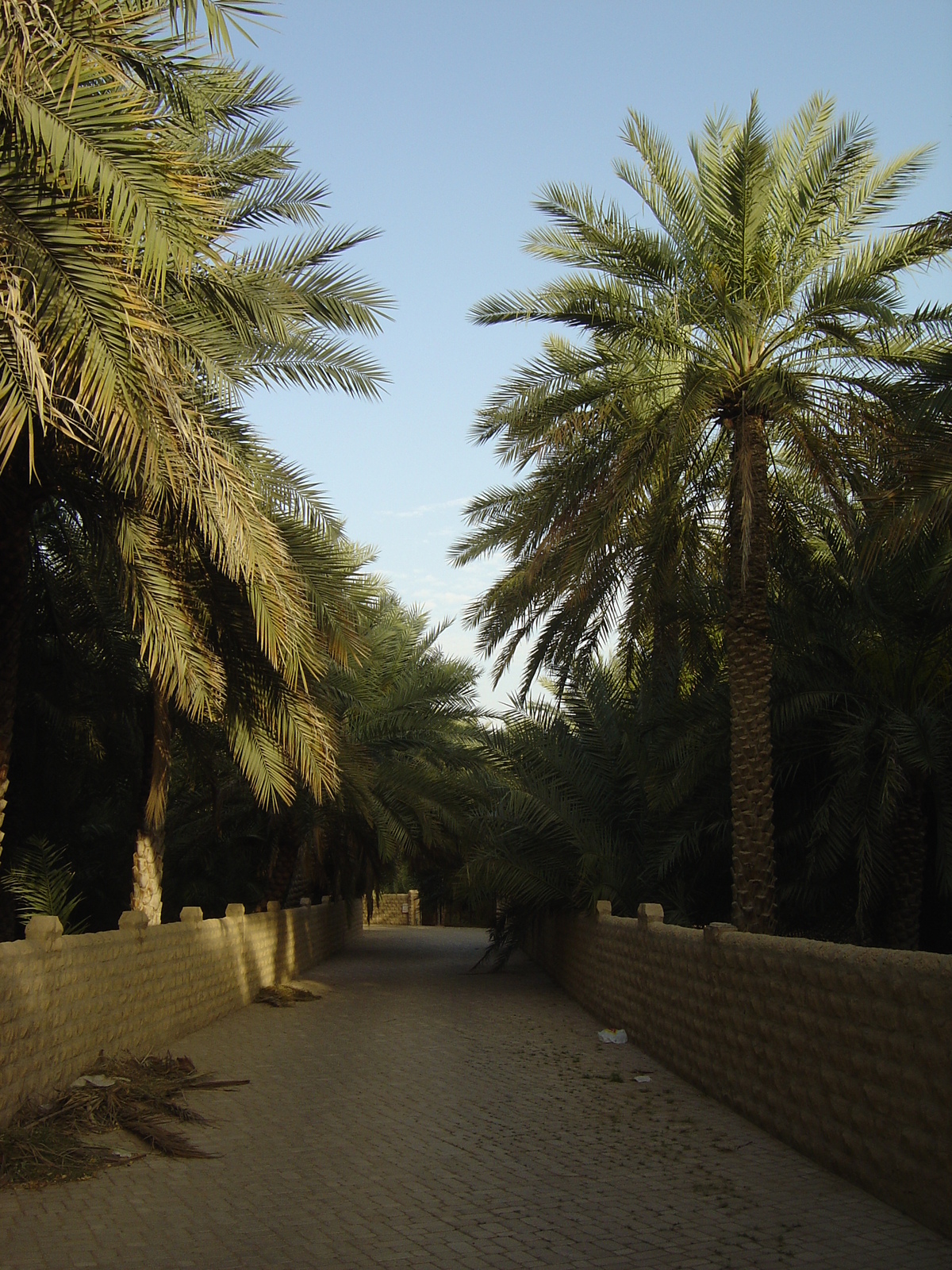 Picture United Arab Emirates Al Ain Al Ain Oasis 2005-03 4 - Perspective Al Ain Oasis