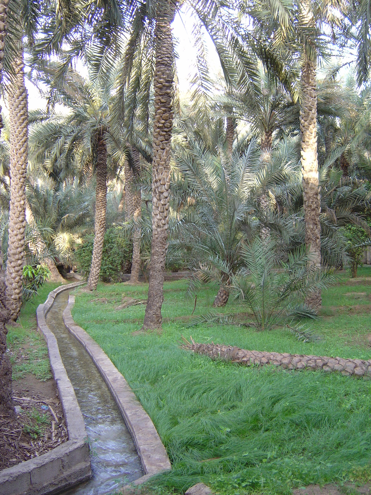 Picture United Arab Emirates Al Ain Al Ain Oasis 2005-03 37 - Picture Al Ain Oasis