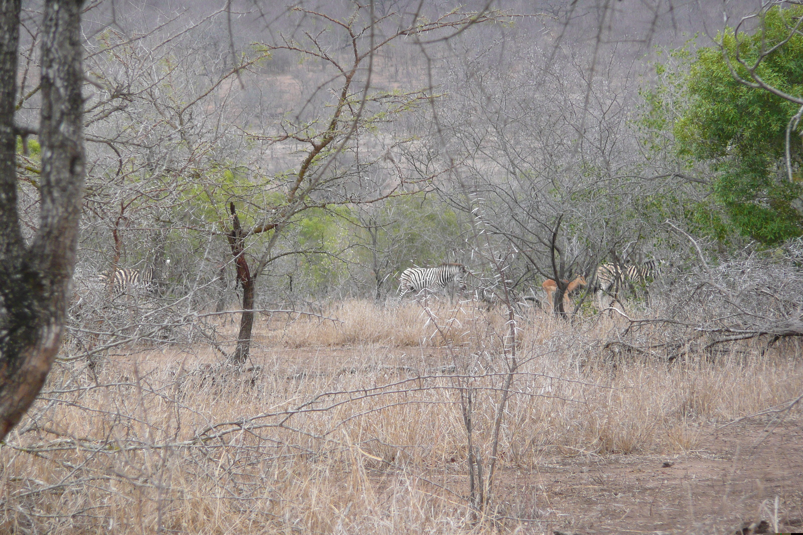 Picture South Africa Kruger National Park Mpondo 2008-09 11 - Trip Mpondo