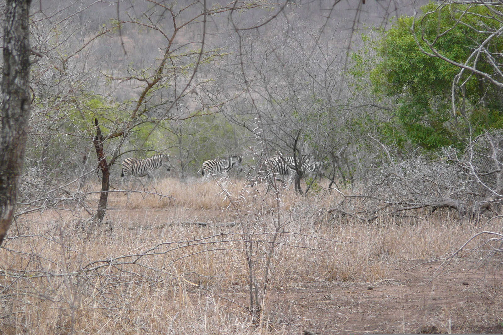 Picture South Africa Kruger National Park Mpondo 2008-09 6 - Road Mpondo