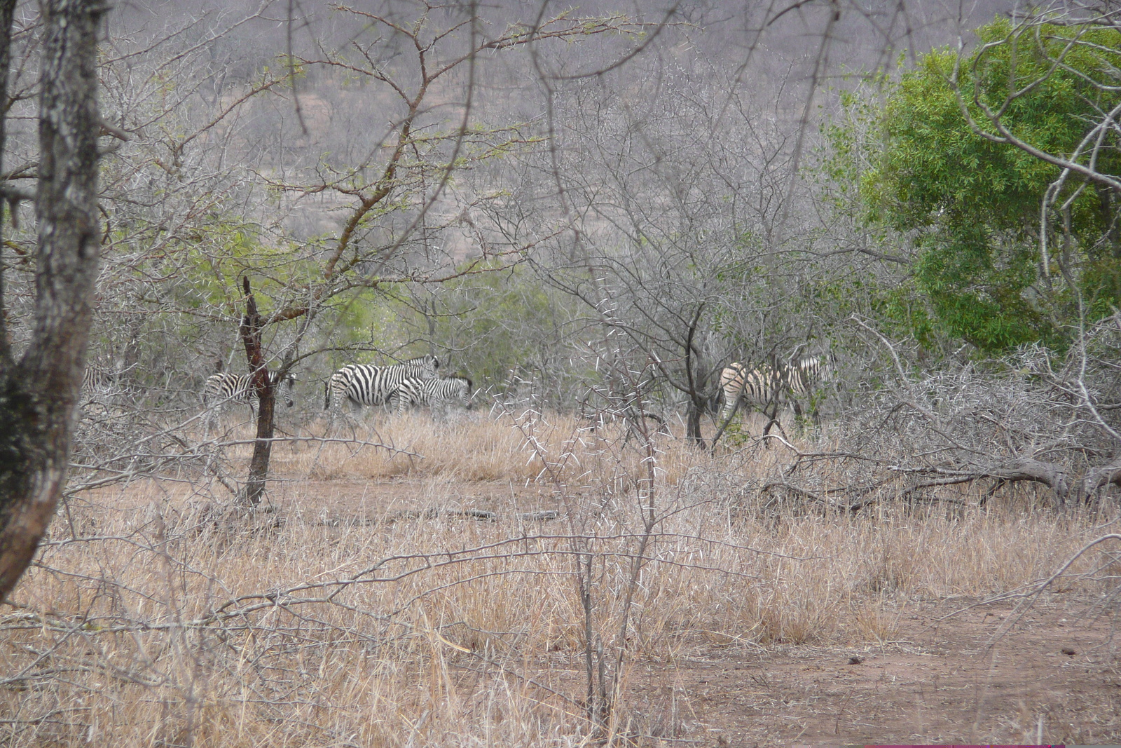 Picture South Africa Kruger National Park Mpondo 2008-09 3 - Sightseeing Mpondo