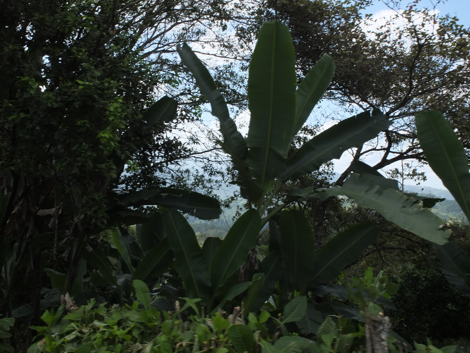 Picture Costa Rica Turrialba 2015-03 83 - Views Turrialba