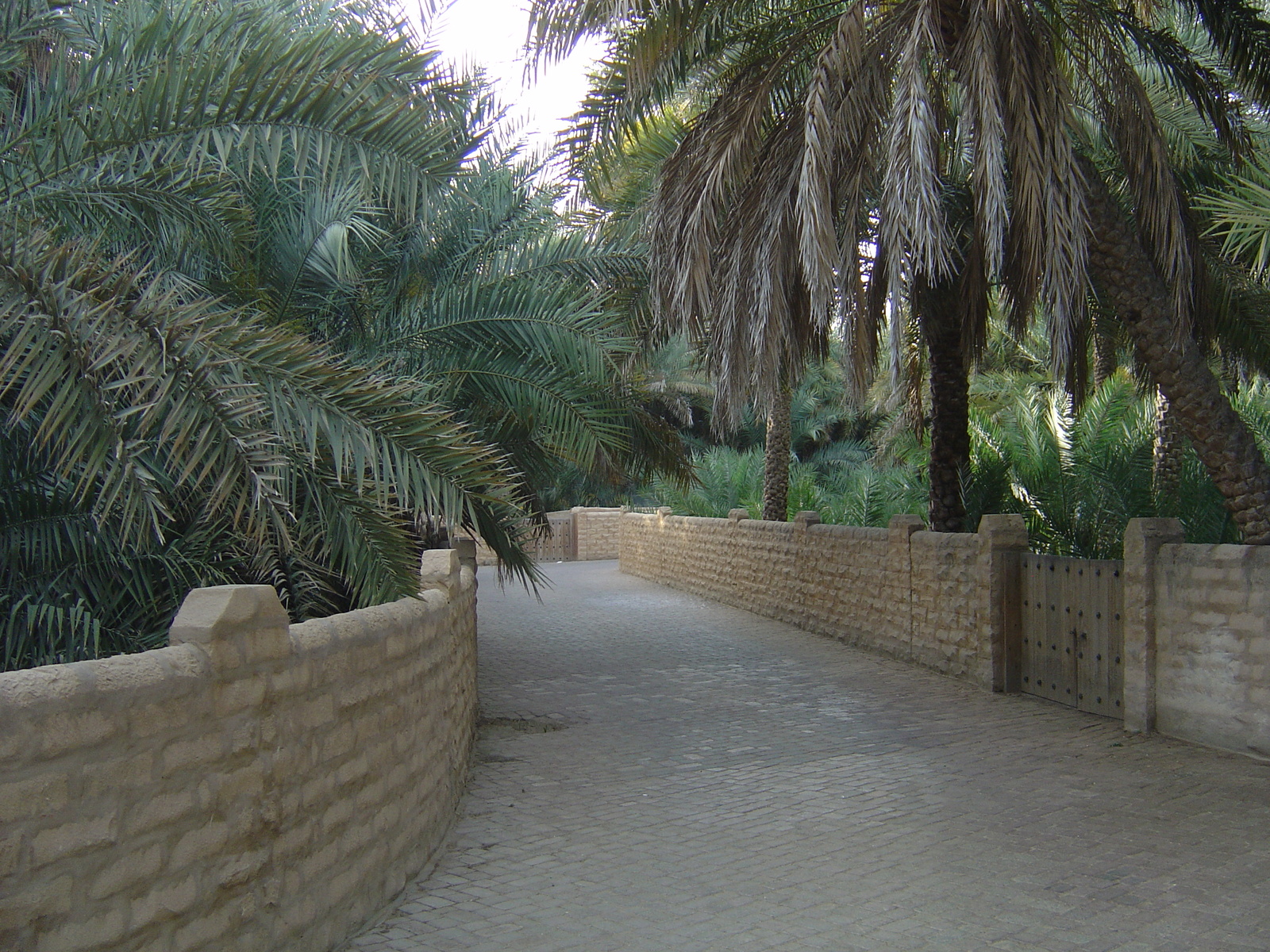 Picture United Arab Emirates Al Ain Al Ain Oasis 2005-03 3 - Photo Al Ain Oasis