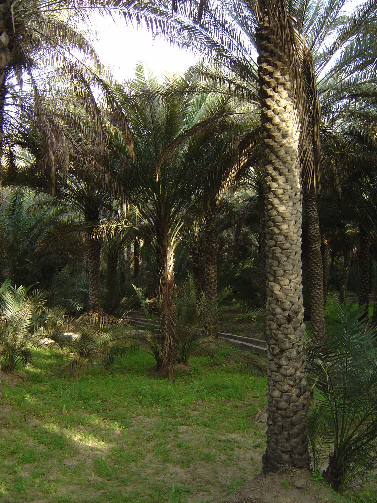 Picture United Arab Emirates Al Ain Al Ain Oasis 2005-03 11 - Road Al Ain Oasis