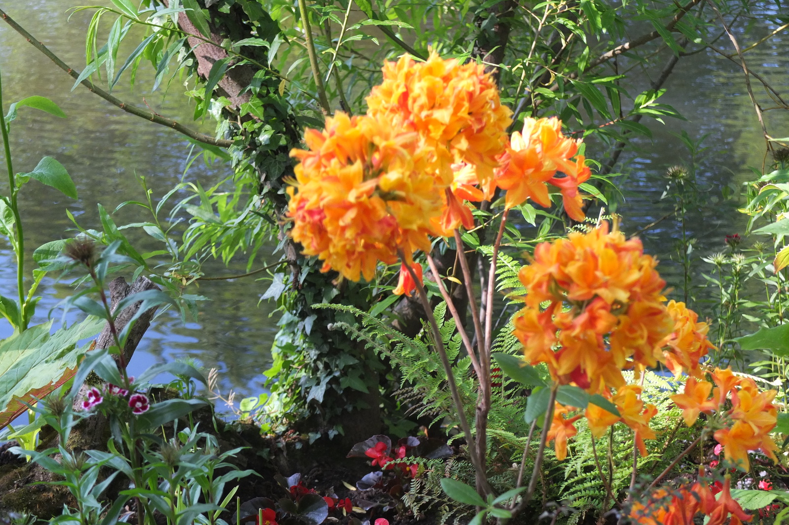 Picture France Giverny 2013-06 42 - Sight Giverny