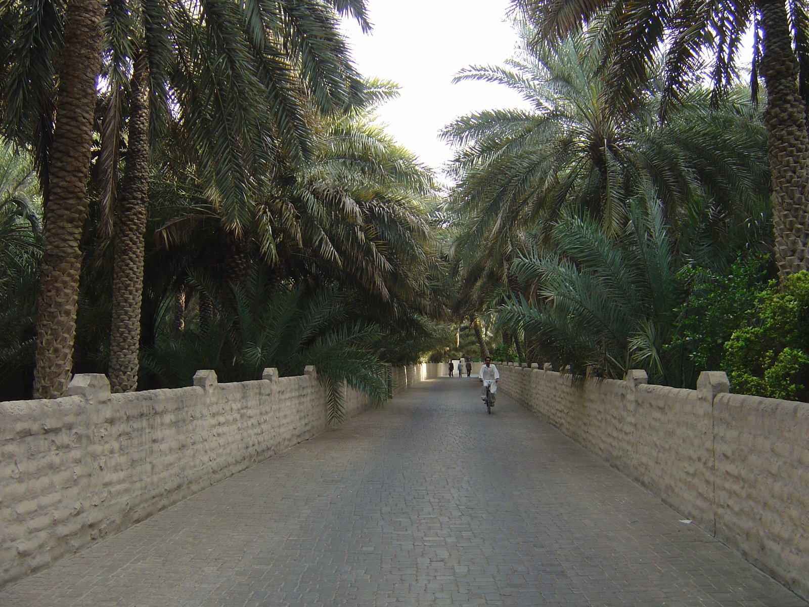 Picture United Arab Emirates Al Ain Al Ain Oasis 2005-03 30 - Road Al Ain Oasis