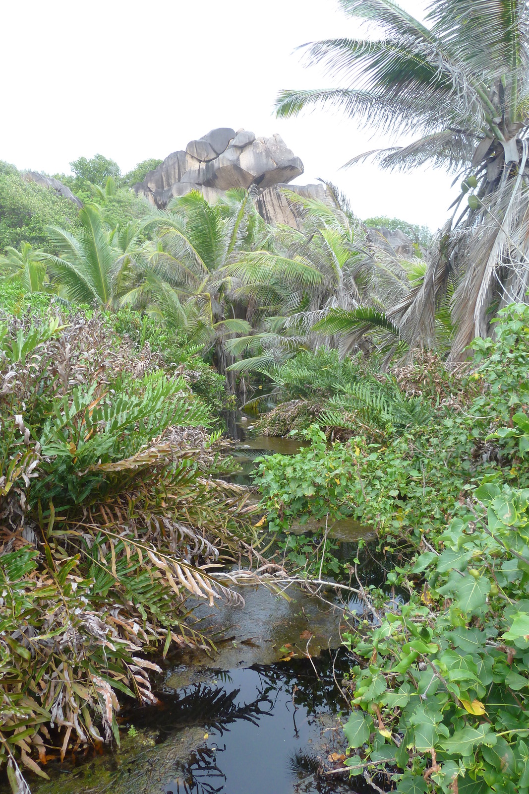 Picture Seychelles La Digue 2011-10 237 - Road La Digue