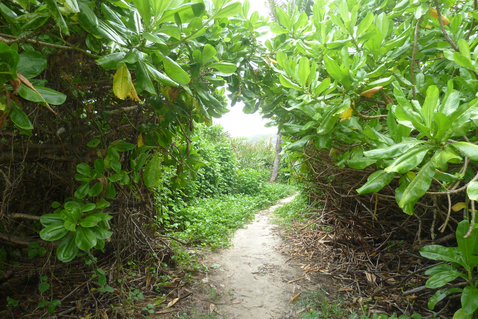 Picture Seychelles La Digue 2011-10 248 - Travels La Digue