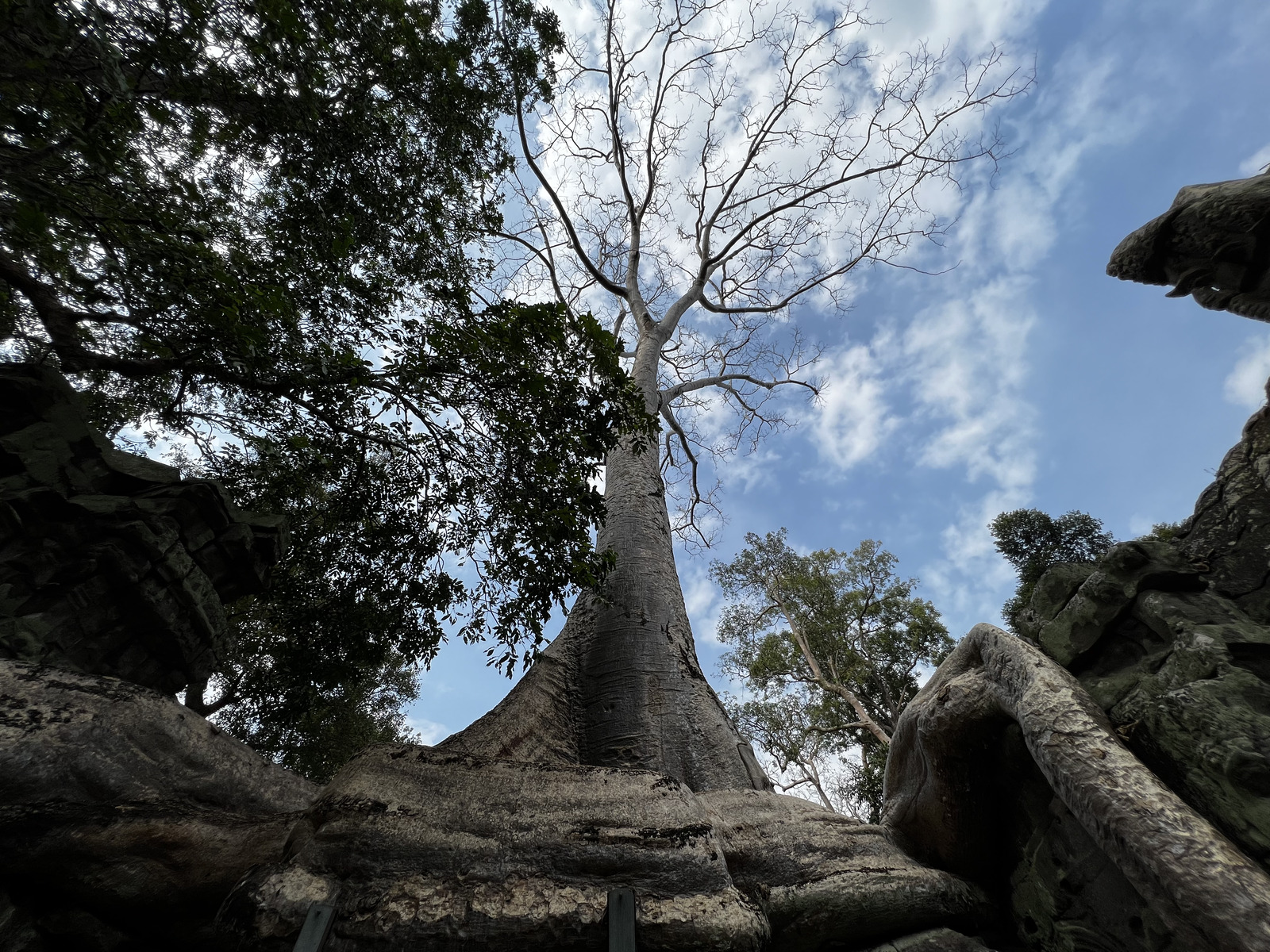 Picture Cambodia Siem Reap Ta Prohm 2023-01 92 - Perspective Ta Prohm