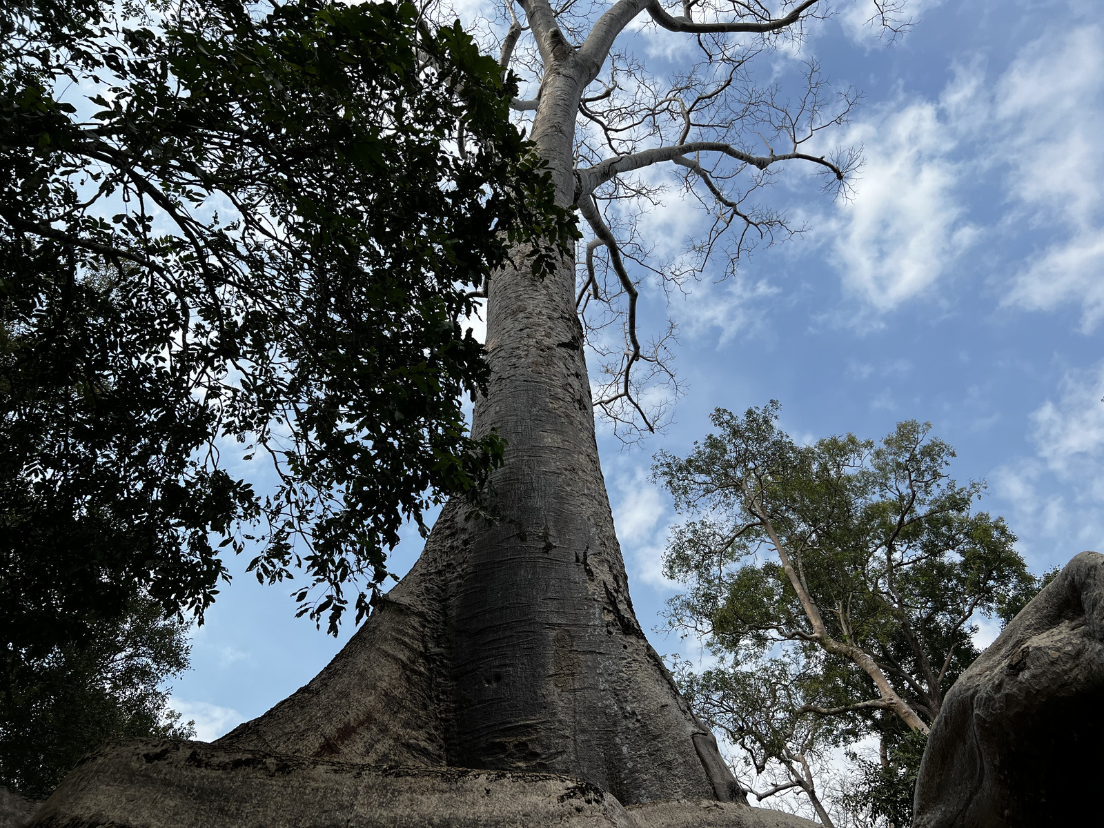 Picture Cambodia Siem Reap Ta Prohm 2023-01 101 - Sightseeing Ta Prohm