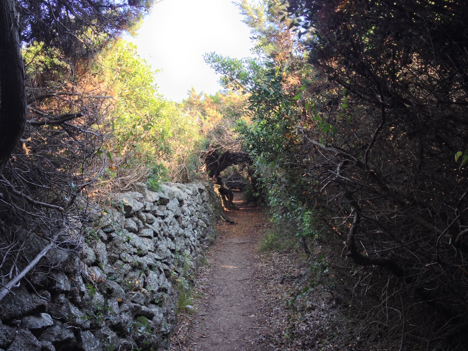 Picture Italy Sardinia Portobello di Gallura 2015-06 11 - Photos Portobello di Gallura