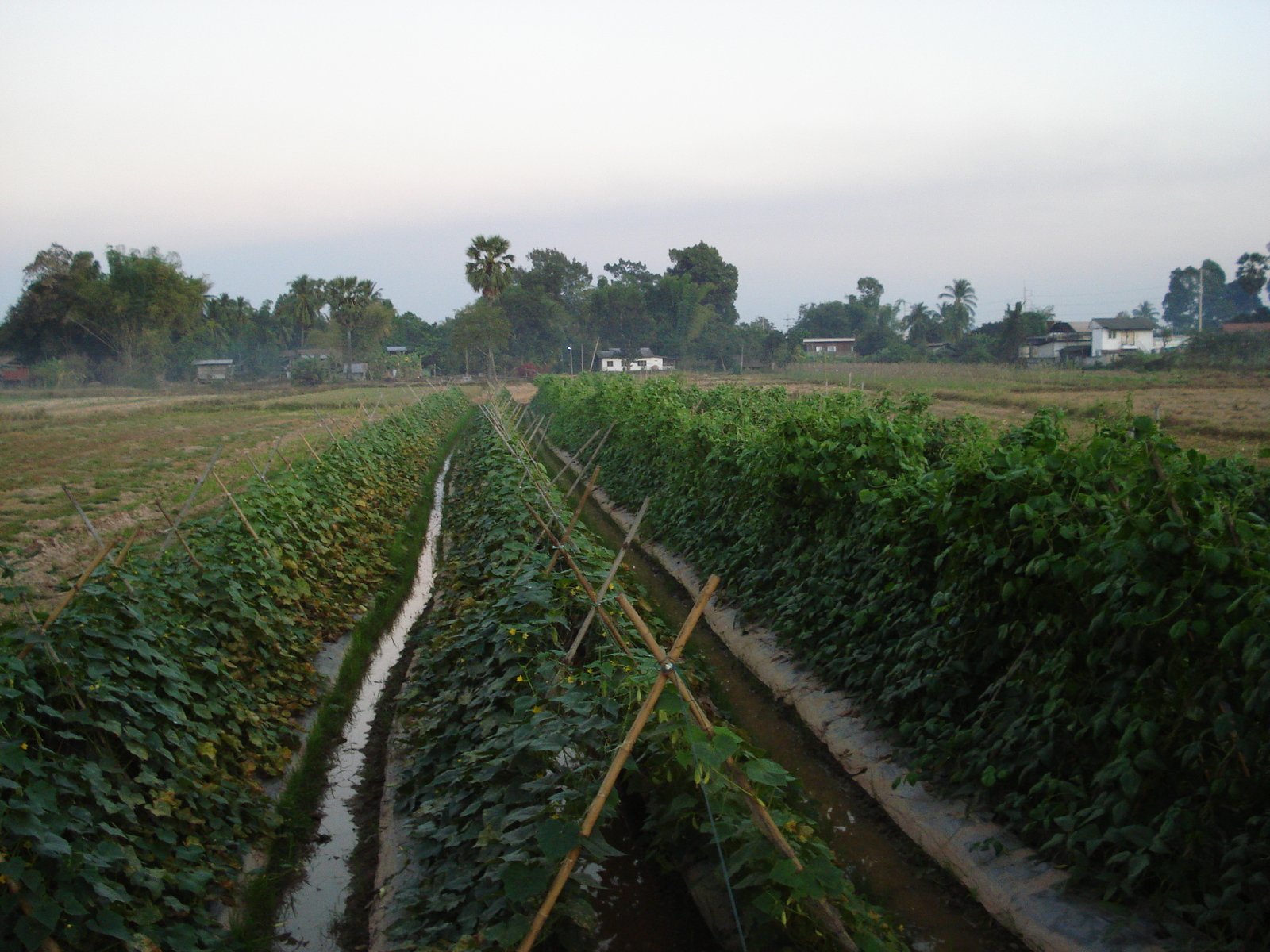 Picture Thailand Phitsanulok Jomthong Road 2008-01 21 - Trail Jomthong Road