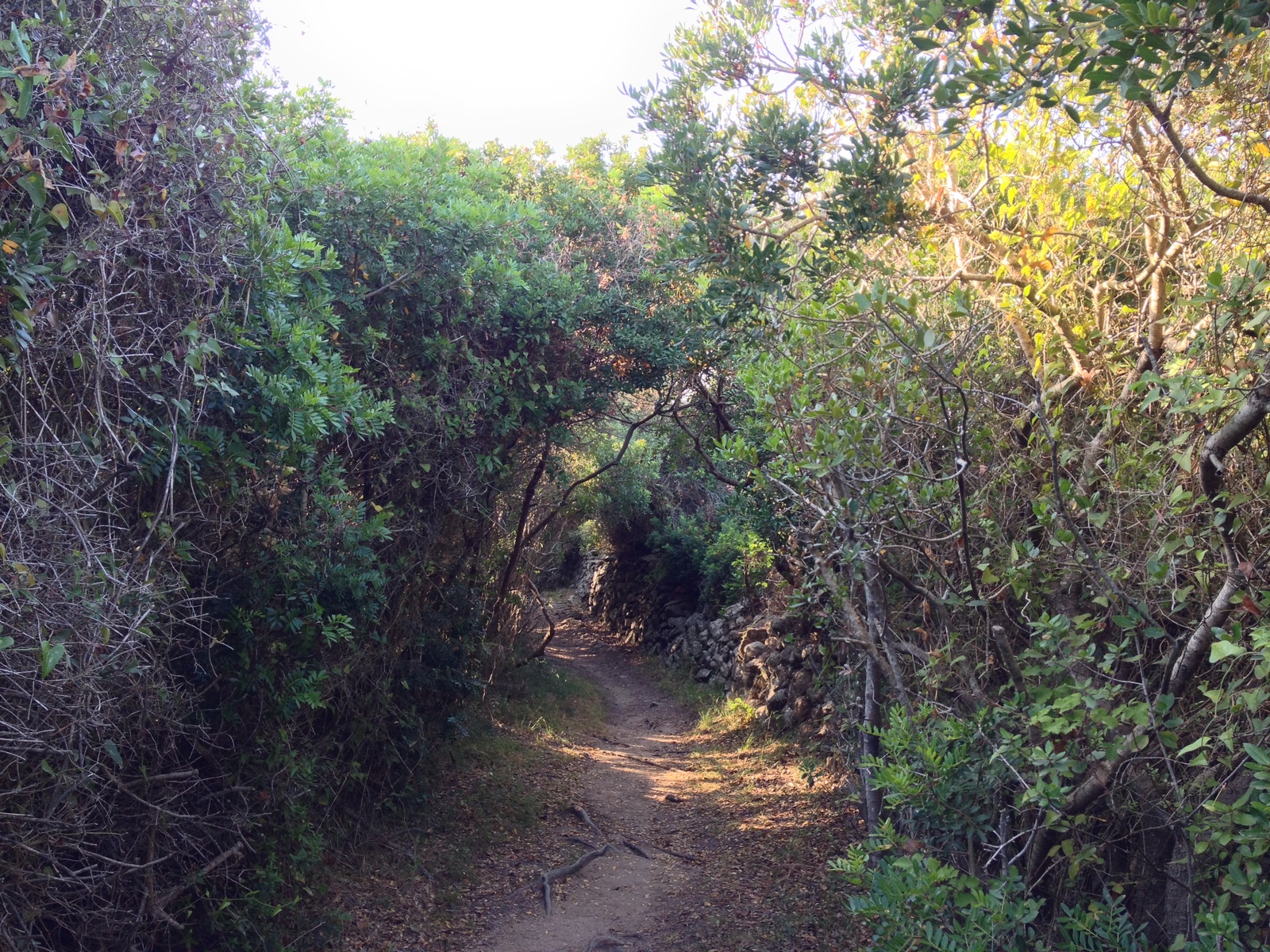 Picture Italy Sardinia Portobello di Gallura 2015-06 17 - View Portobello di Gallura