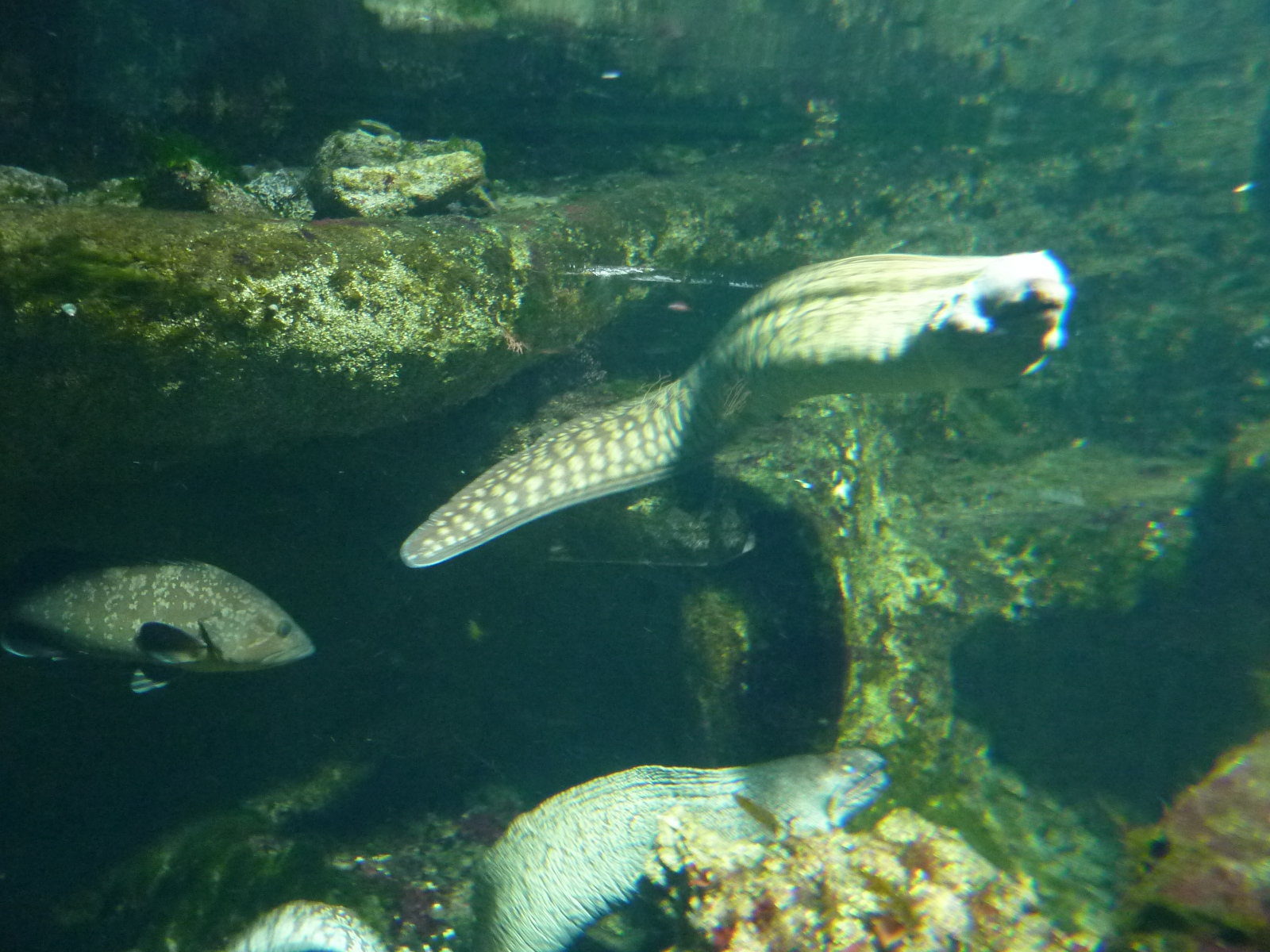 Picture France Le Croisic Ocearium 2009-10 7 - Photos Ocearium