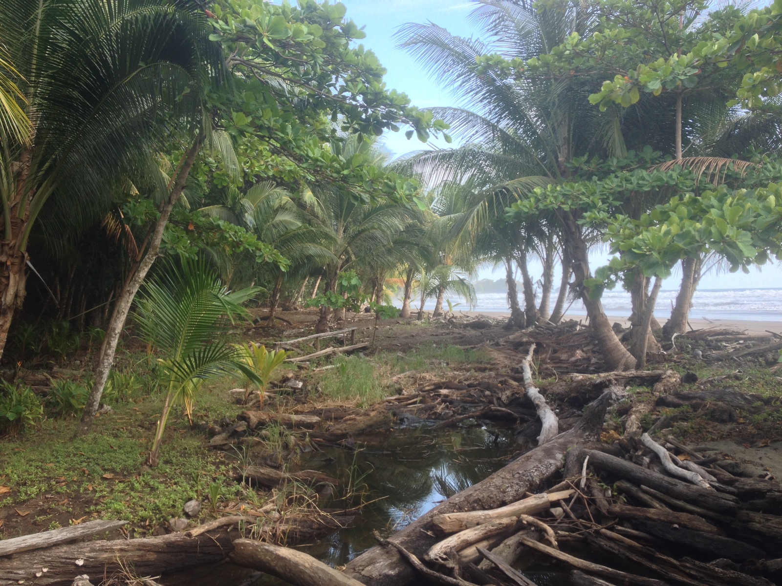 Picture Costa Rica Dominical 2015-03 98 - Photographers Dominical