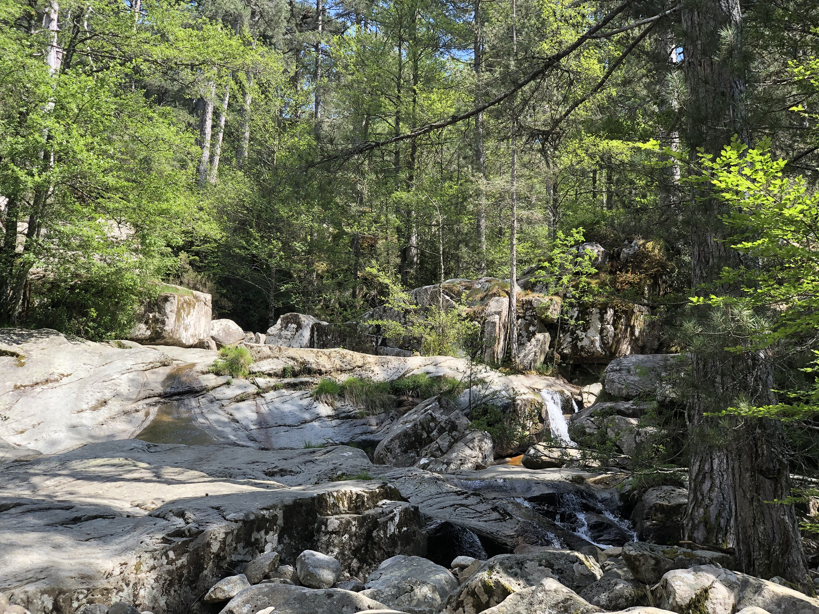 Picture France Corsica Aitone Forest 2021-06 43 - Visit Aitone Forest